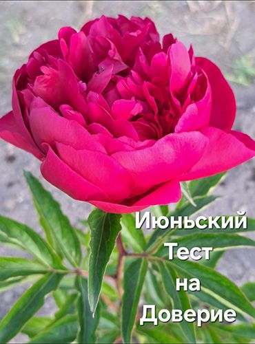  на доверие.jpg